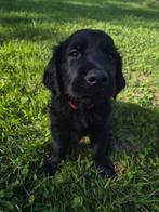 Labrador x Golden Retriever (Goldador) pup, Dieren en Toebehoren, Golden retriever, 8 tot 15 weken, Meerdere dieren, Eén hond
