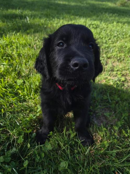 Labrador x Golden Retriever (Goldador) pup, Dieren en Toebehoren, Honden | Retrievers, Spaniëls en Waterhonden, Meerdere dieren