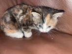 Kitten tekoop!, Dieren en Toebehoren, 0 tot 2 jaar