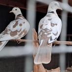 Koppeltje bonte tortelduiven., Meerdere dieren, Tortelduif