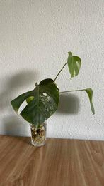 Monstera stek, lichte variegata, Huis en Inrichting, Kamerplanten, Ophalen, Halfschaduw, Minder dan 100 cm