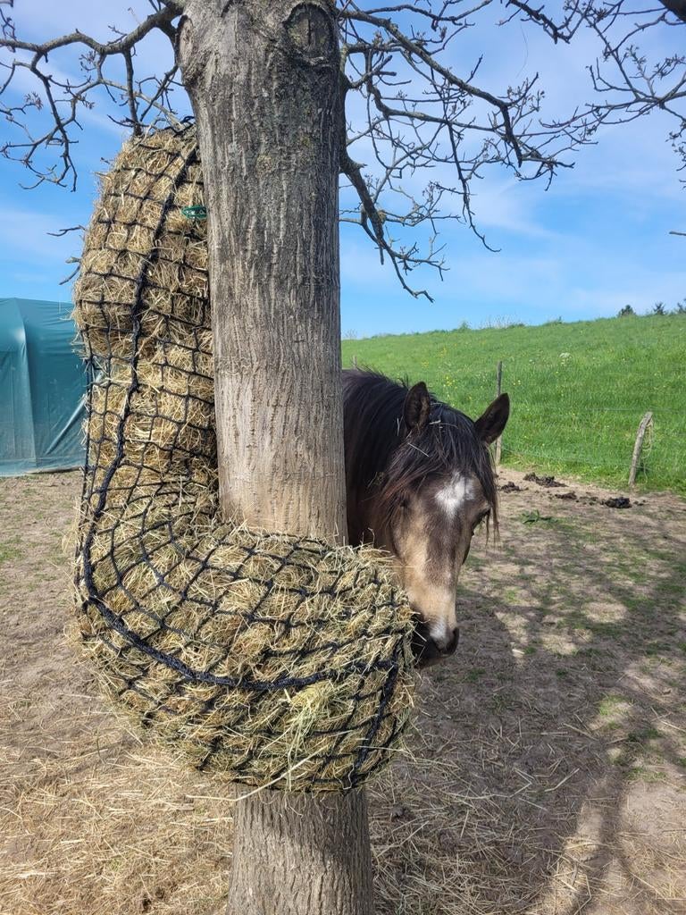Gezocht: stalhulp in ons PP team, Diensten en Vakmensen, Dieren | Paarden | Verzorging, Oppas en Les, Verzorging of Verzorgpony's