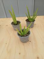 3 mooie aloë vera plantjes, Huis en Inrichting, Kamerplanten, Ophalen, Overige soorten, Halfschaduw, In pot