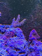 Acropora sp, Dieren en Toebehoren, Ophalen, Nieuw, Gevuld zeewateraquarium