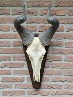 Prachtige Hartenbeest Schedel Hoorns Alcelaphus buselaphus, Verzamelen, Dierenverzamelingen, Ophalen of Verzenden, Zo goed als nieuw