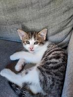 Kittens te koop, Dieren en Toebehoren, Katten en Kittens | Raskatten | Korthaar, Meerdere dieren