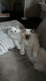 Wij, 2 katertjes, zoeken een warm en liefdevolle plek., Dieren en Toebehoren, Katten en Kittens | Raskatten | Langhaar, Kater