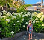 15 Prachtige Witte Hortensia's - Direct Afhalen!, Tuin en Terras, Planten | Struiken en Hagen, Ophalen, Overige soorten, 100 tot 250 cm