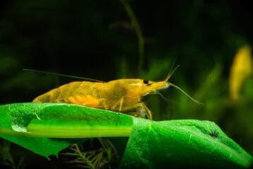 Yellow Neocaridina Siergarnaal beschikbaar voor biedingen