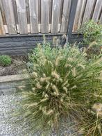 Lampenpoetsersgras - Siergras voor uw tuin!, Ophalen, Volle zon, Vaste plant, Siergrassen