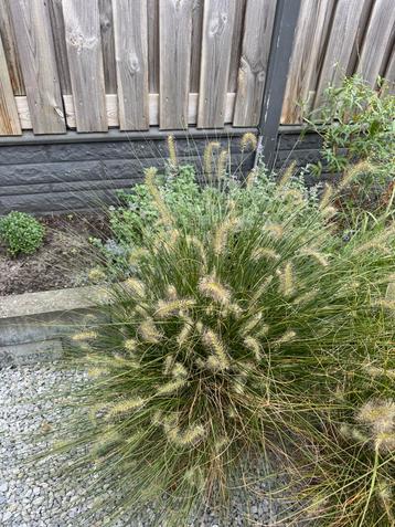 Lampenpoetsersgras - Siergras voor uw tuin! beschikbaar voor biedingen
