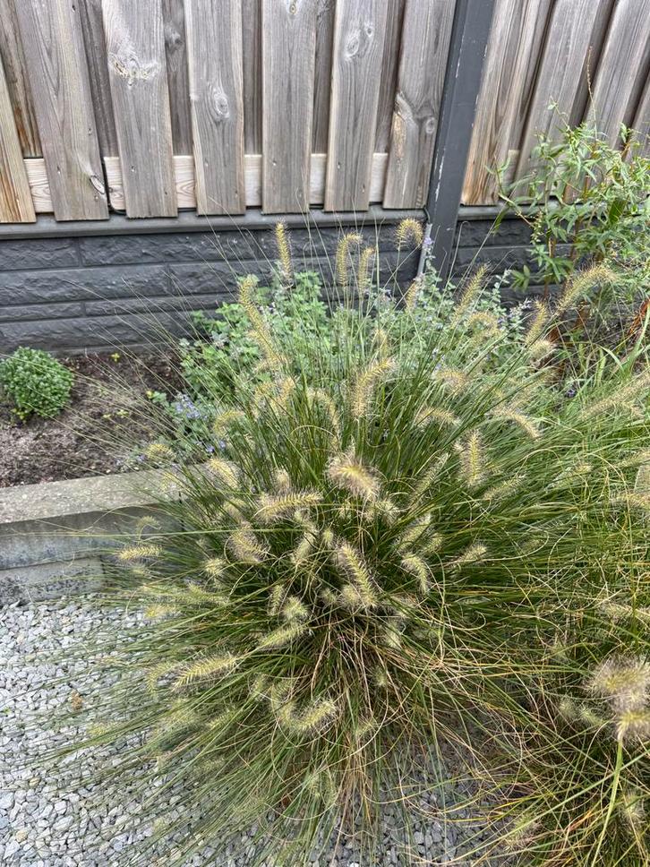 Lampenpoetsersgras - Siergras voor uw tuin!, Tuin en Terras, Planten | Tuinplanten, Vaste plant, Siergrassen, Volle zon, Zomer