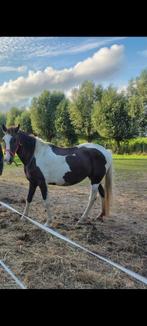 Bonte grote d pony merrie 14 jaar, Ophalen of Verzenden