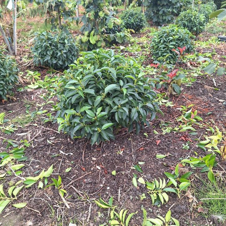 Portugese Laurierbol 30/40cm, Tuin en Terras, Planten | Tuinplanten, Overige soorten, Halfschaduw, Bloeit niet, Ophalen