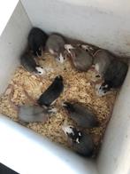 Tamme ratten, Dieren en Toebehoren, Knaagdieren, Rat, November, Meerdere dieren, Tam