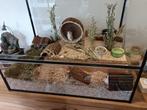 Glazen hamster hok met boomhut en  accessoires, Dieren en Toebehoren, Knaagdieren en Konijnen | Hokken en Kooien, Minder dan 75 cm