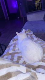 3 lieve poezen, Dieren en Toebehoren, Katten en Kittens | Overige Katten, Poes, Kortharig, 0 tot 2 jaar