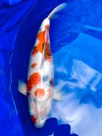 Showa japanse koi, Dieren en Toebehoren, Karper of Koi