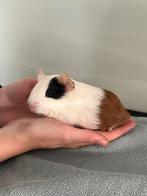 Laatste jong Cavia beertje (Vlek) zoekt gouden huisje!, Dieren en Toebehoren, Knaagdieren, Cavia, Mannelijk, Tam, Oktober
