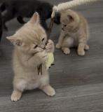Kittens, Dieren en Toebehoren, Katten en Kittens | Raskatten | Korthaar, Kater, Ontwormd