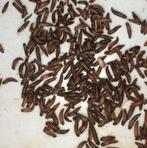 Dermestes haemorroidalis, Overige soorten