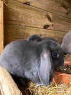 Nederlandse hangoor dwerg rammetje, Dieren en Toebehoren, Mannelijk, Dwerg, Hangoor