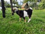 Driekleurige dwergbok te koop, Dieren en Toebehoren, Schapen, Geiten en Varkens, Mannelijk, Geit