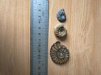 nautilus, Verzamelen, Mineralen en Fossielen, Verzenden, Mineraal