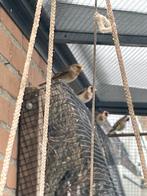 Bastaard bloemptter-Timbrado 2025, Dieren en Toebehoren, Mannelijk, Bastaard