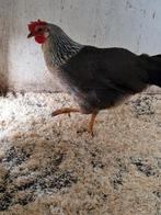 Leghorn ziverpatrijs, Vrouwelijk, Kip