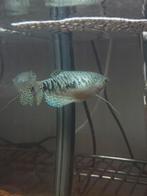 Blauwe gourami (vrouwtje volgens mij), Ophalen, Zo goed als nieuw, Plant(en), Steen of Hout