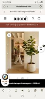 Kunstplant Ficus Lyrata 180cm - Rhode Flowers, Nieuw, Ophalen of Verzenden, Overige vormen, 150 tot 200 cm