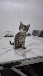 Prachtige Ragdoll x Cyprus kittens