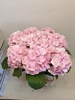Hortensia roze, Tuin en Terras, Vaste plant, Halfschaduw, Zomer, Ophalen