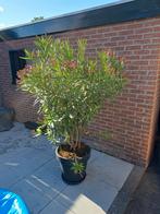 Tuin en Terras, Tuin en Terras, Planten | Tuinplanten, Ophalen, Overige soorten, Volle zon