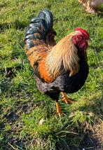 Mooie Wyandotte haan, Dieren en Toebehoren, Pluimvee, Mannelijk, Kip
