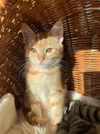 Lieve tamme boerderijkitten te koop!, Dieren en Toebehoren, Katten en Kittens | Overige Katten, Kater