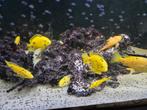 Kweekgroep labidochromis caeruleus yellow, Vis