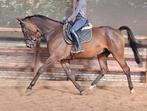 Brave talentvolle 5 jr kwpn ruin1,72 mtr(röntgen goed), Dieren en Toebehoren, B, Gechipt, Ruin, Dressuurpaard