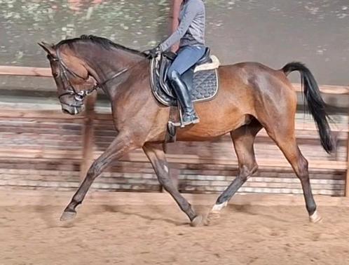 Brave talentvolle 5 jr kwpn ruin1,72 mtr(röntgen goed), Dieren en Toebehoren, Paarden, Ruin, B, 170 tot 175 cm, 7 tot 10 jaar