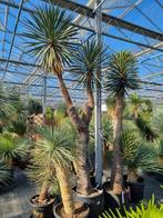 Yucca filifera I Alle afmetingen, Tuin en Terras, Halfschaduw, Zomer, Ophalen of Verzenden, Overige soorten