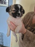 Te koop, Dieren en Toebehoren, 8 tot 15 weken, Teef, Eén hond, Chihuahua