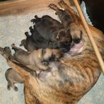 Mechelse herder x Hollandse herder pups, 8 tot 15 weken, Meerdere, Meerdere dieren, Herder