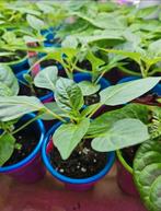 paprika Planten, Volle zon, Groenteplanten, Eenjarig, Ophalen of Verzenden