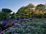 Rhododendrons XXL alle soorten en maten, Tuin en Terras, Overige soorten, 100 tot 250 cm, Zomer, Ophalen