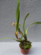 Orchidee Maxilaria Variabilis p6
