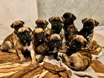 Prachtige Boxer Pups Zoeken Een Thuis!, Dieren en Toebehoren, Honden | Bulldogs, Pinschers en Molossers, Particulier, Rabiës (hondsdolheid)