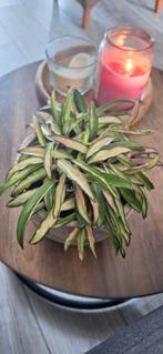 Hoya Wayetii Tricolor, Huis en Inrichting, Kamerplanten, Ophalen of Verzenden, Overige soorten, Minder dan 100 cm