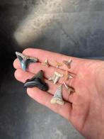 Haaientanden set verzamelaars, Verzamelen, Ophalen of Verzenden, Fossiel