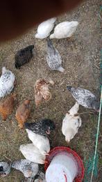 Kuikens, Dieren en Toebehoren, Meerdere dieren, Kip